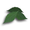 120px-medicinal_herbs-icon.png