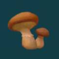 mushroom.jpg